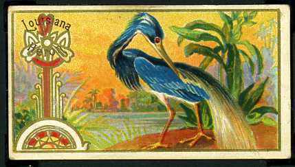 29 Louisiana Heron